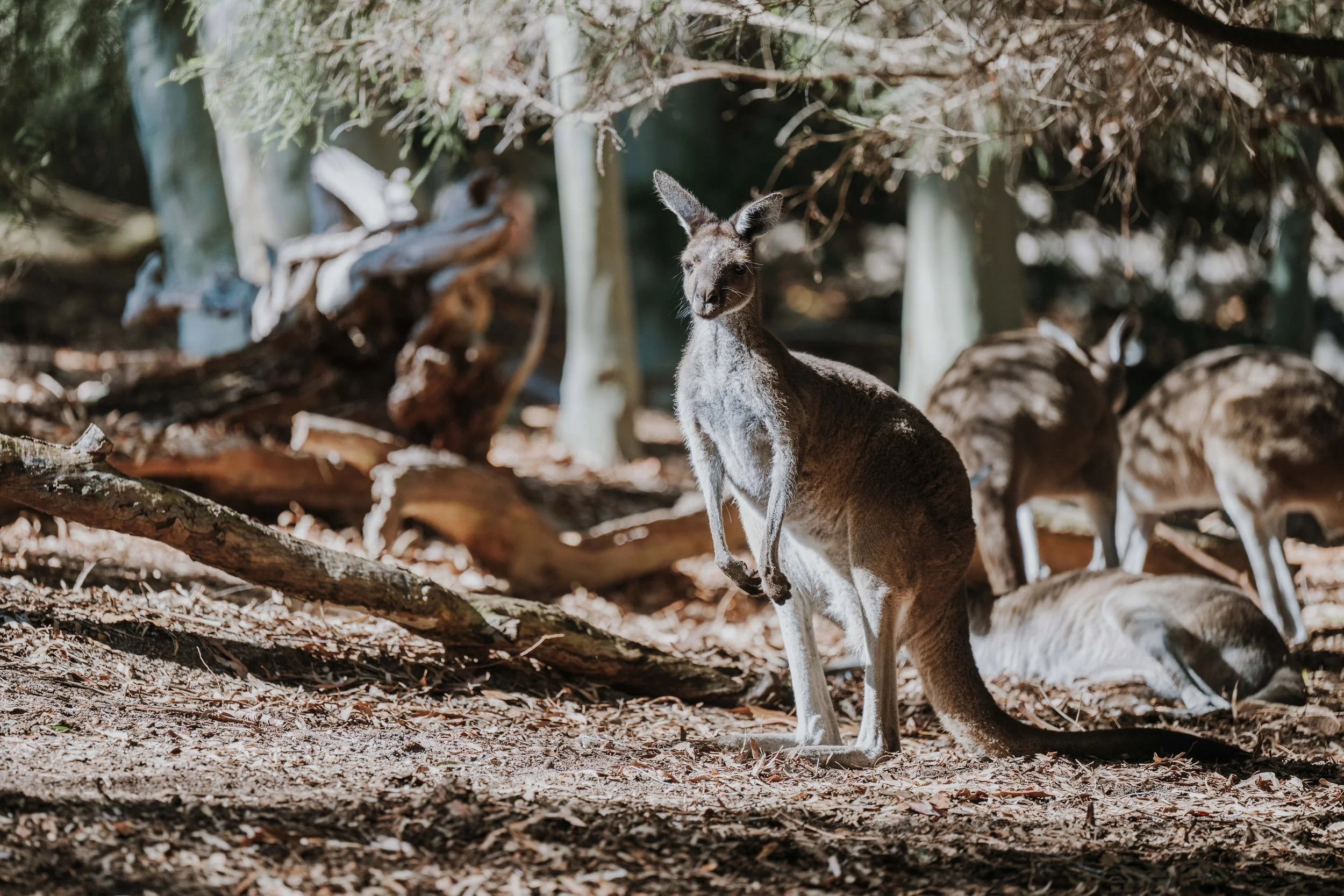 A Design Creativ_ Neuromuscular JNR Perth Zoo-15.jpg