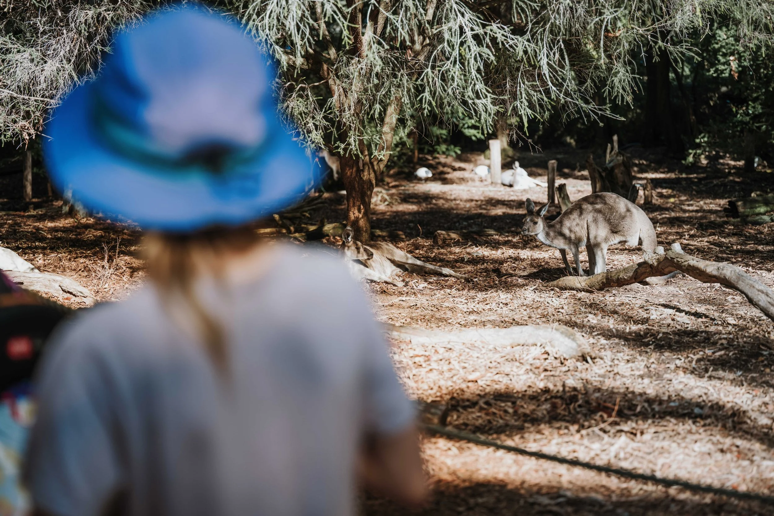 A Design Creativ_ Neuromuscular JNR Perth Zoo-16.jpg