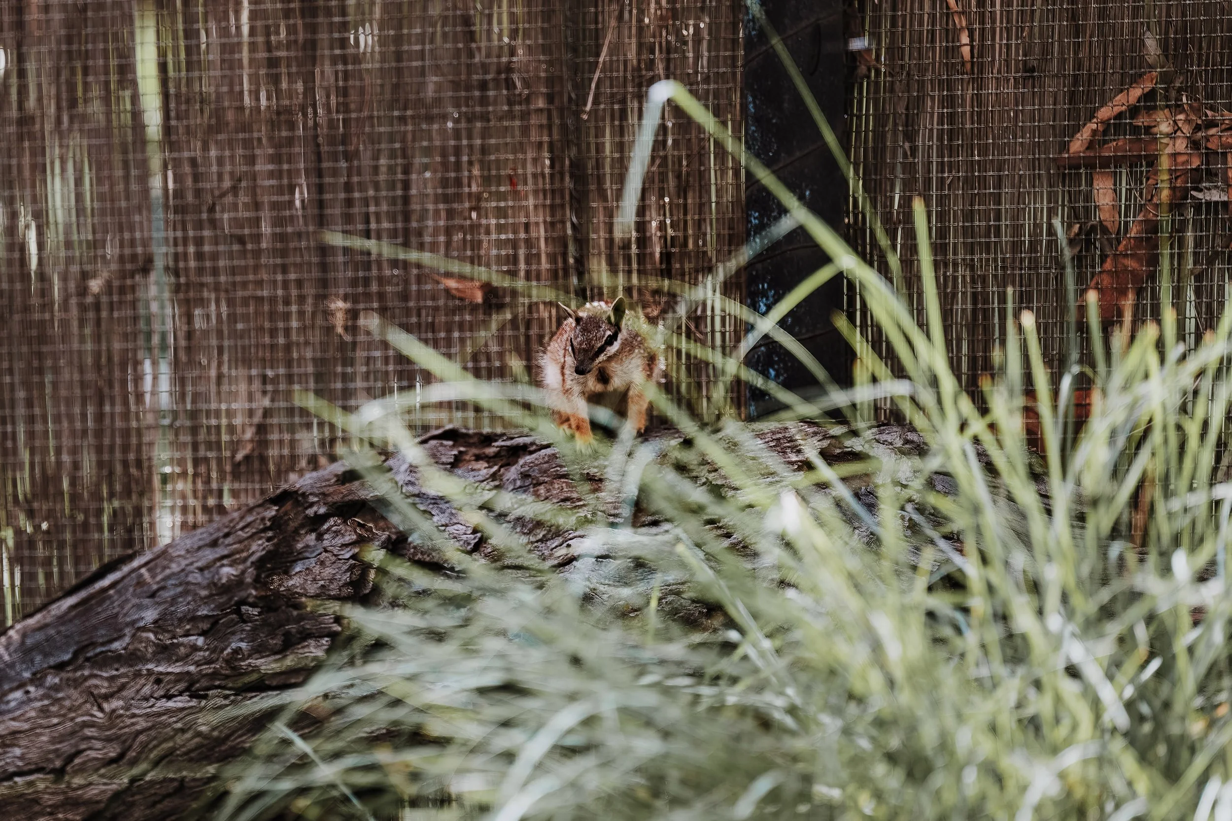 A Design Creativ_ Neuromuscular JNR Perth Zoo-19.jpg