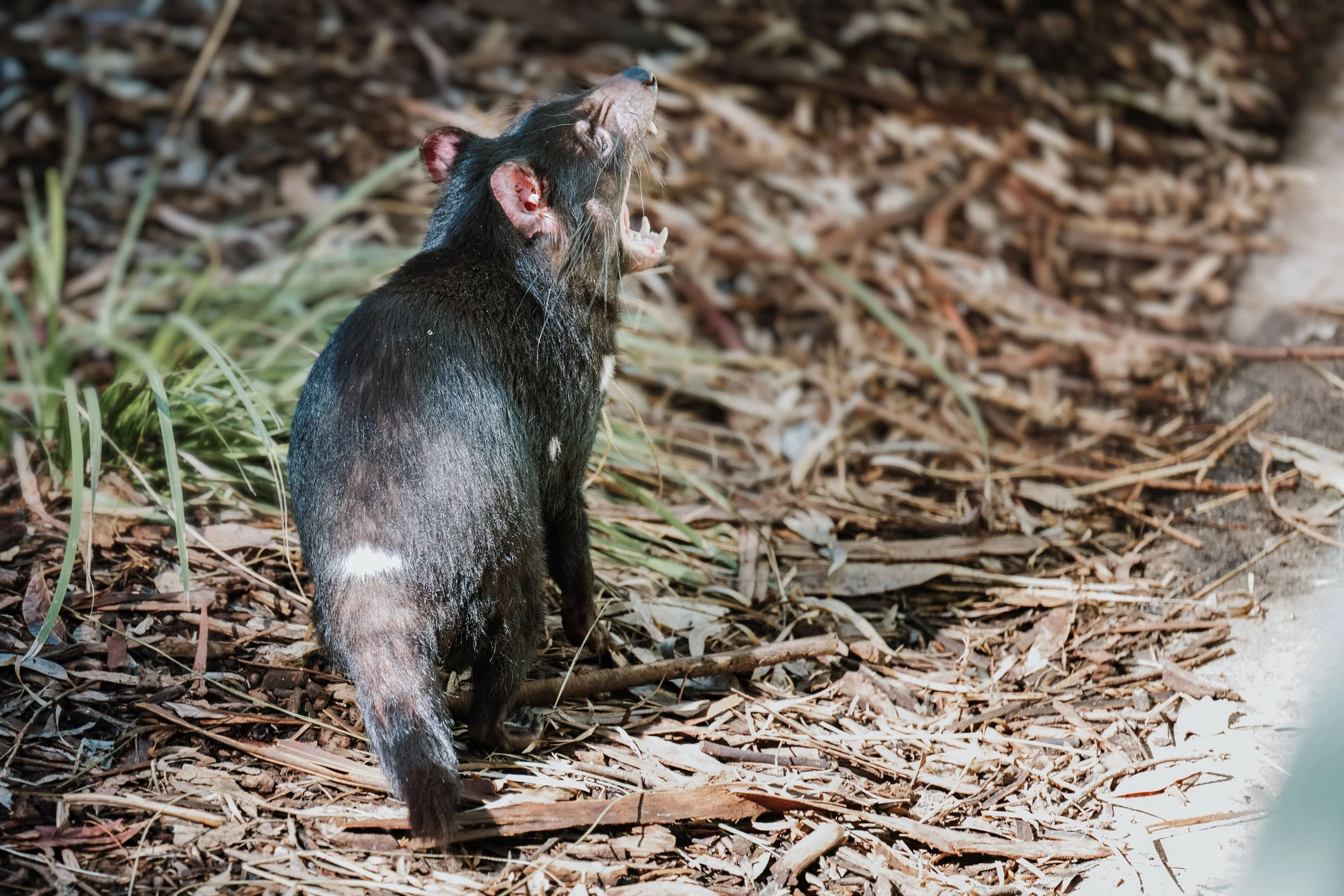 A Design Creativ_ Neuromuscular JNR Perth Zoo-24.jpg