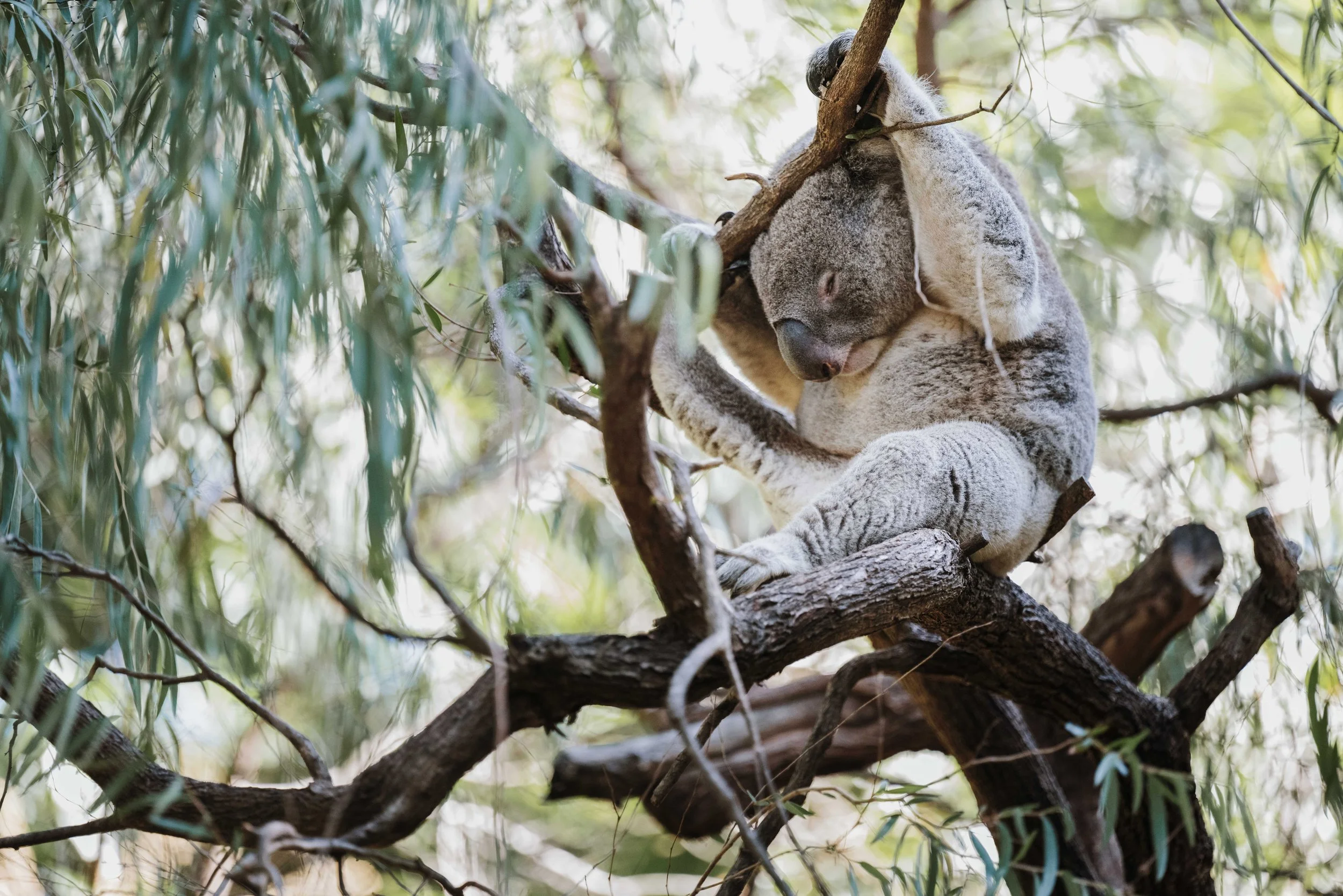 A Design Creativ_ Neuromuscular JNR Perth Zoo-27.jpg