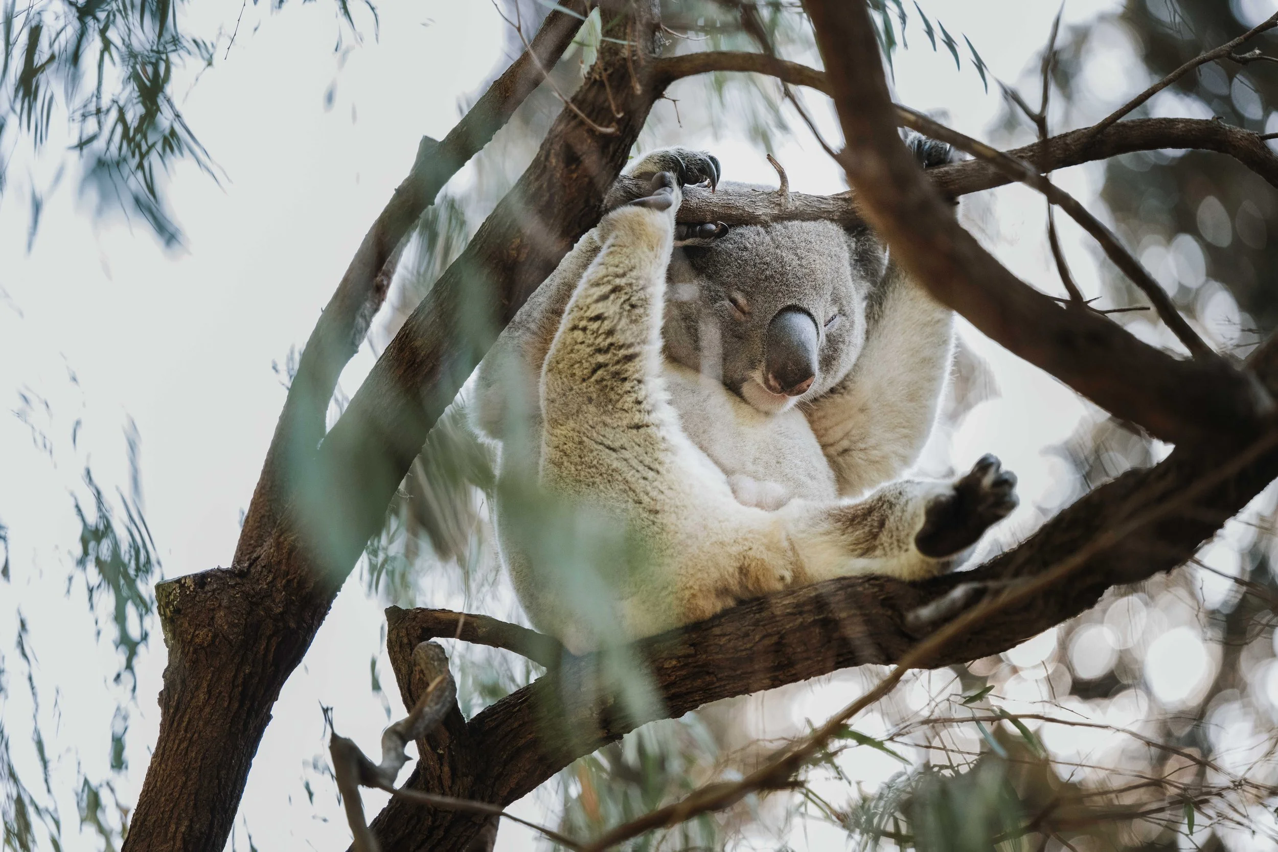 A Design Creativ_ Neuromuscular JNR Perth Zoo-33.jpg