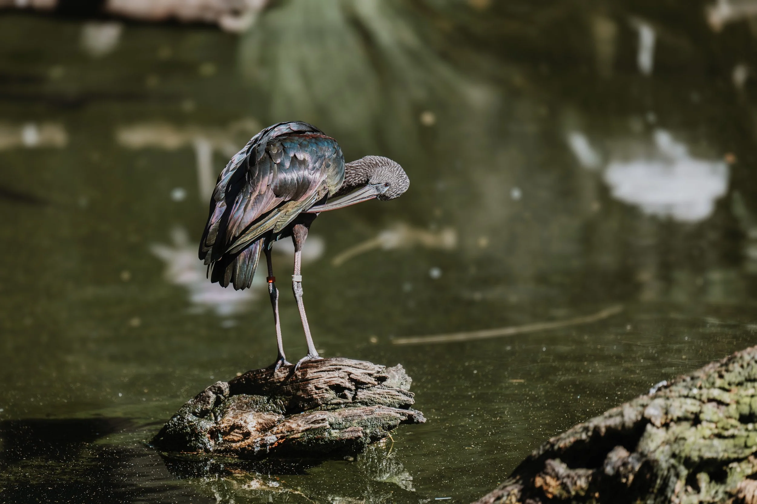 A Design Creativ_ Neuromuscular JNR Perth Zoo-47.jpg