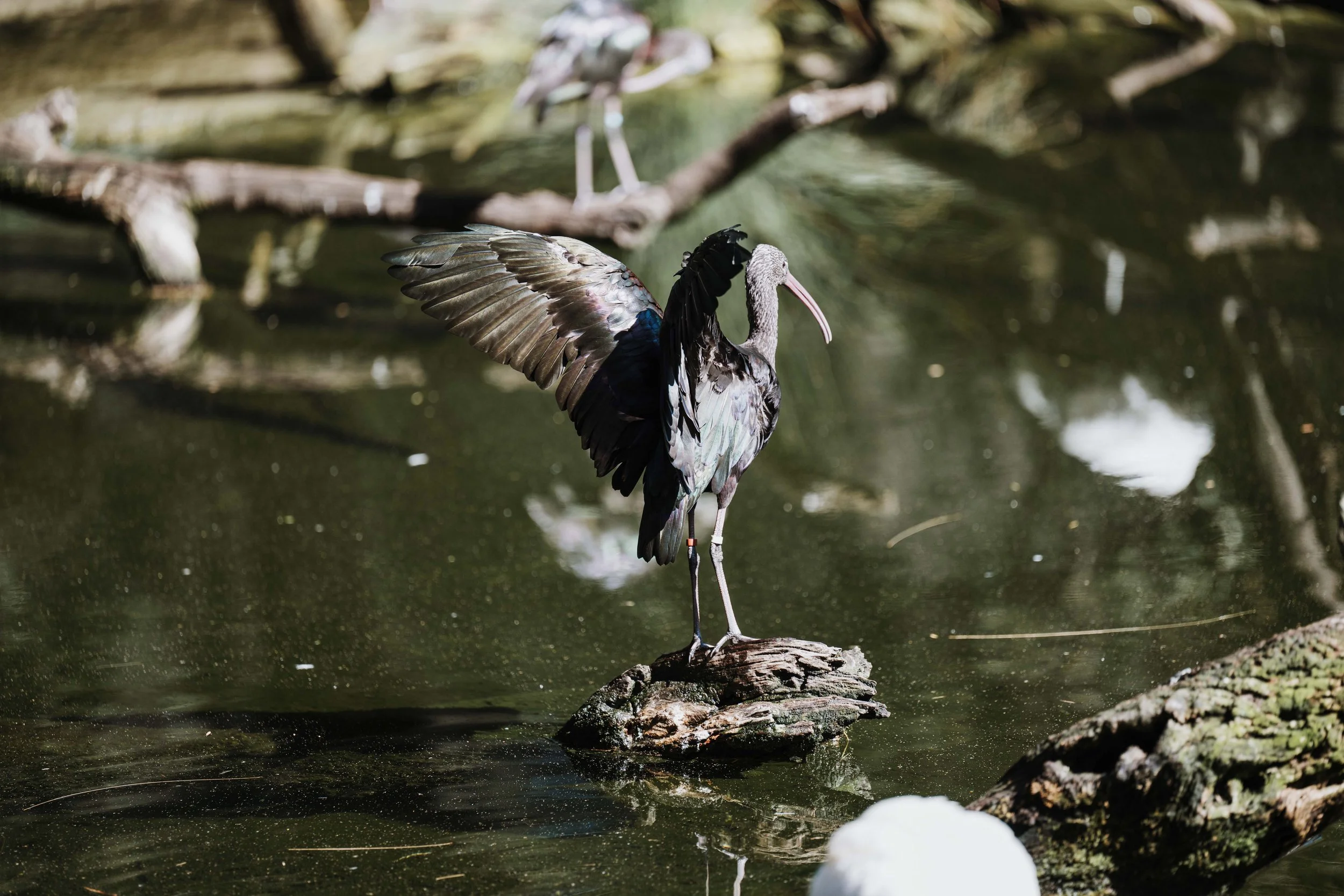 A Design Creativ_ Neuromuscular JNR Perth Zoo-49.jpg