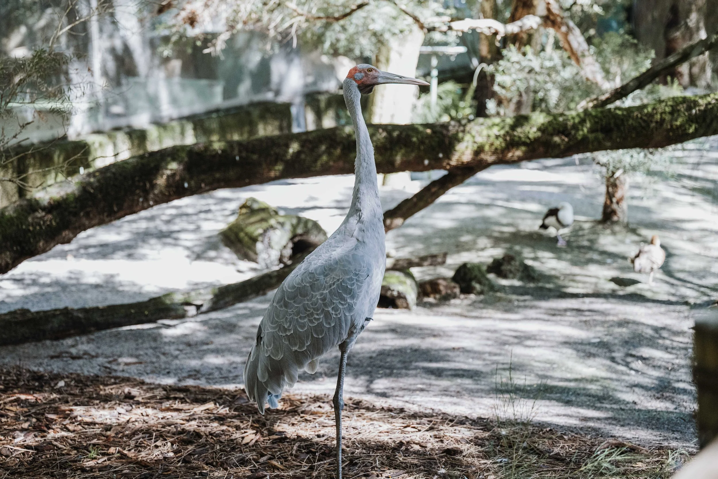 A Design Creativ_ Neuromuscular JNR Perth Zoo-51.jpg