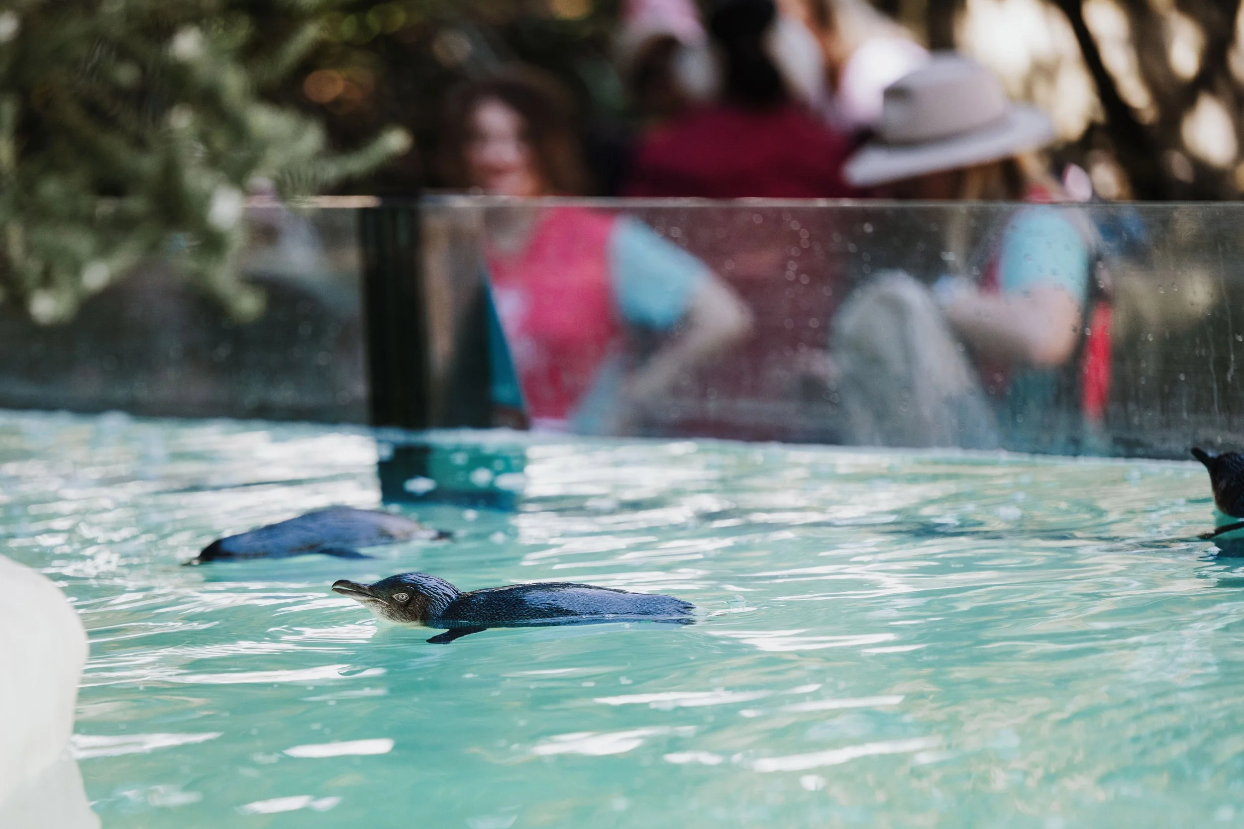 A Design Creativ_ Neuromuscular JNR Perth Zoo-59.jpg