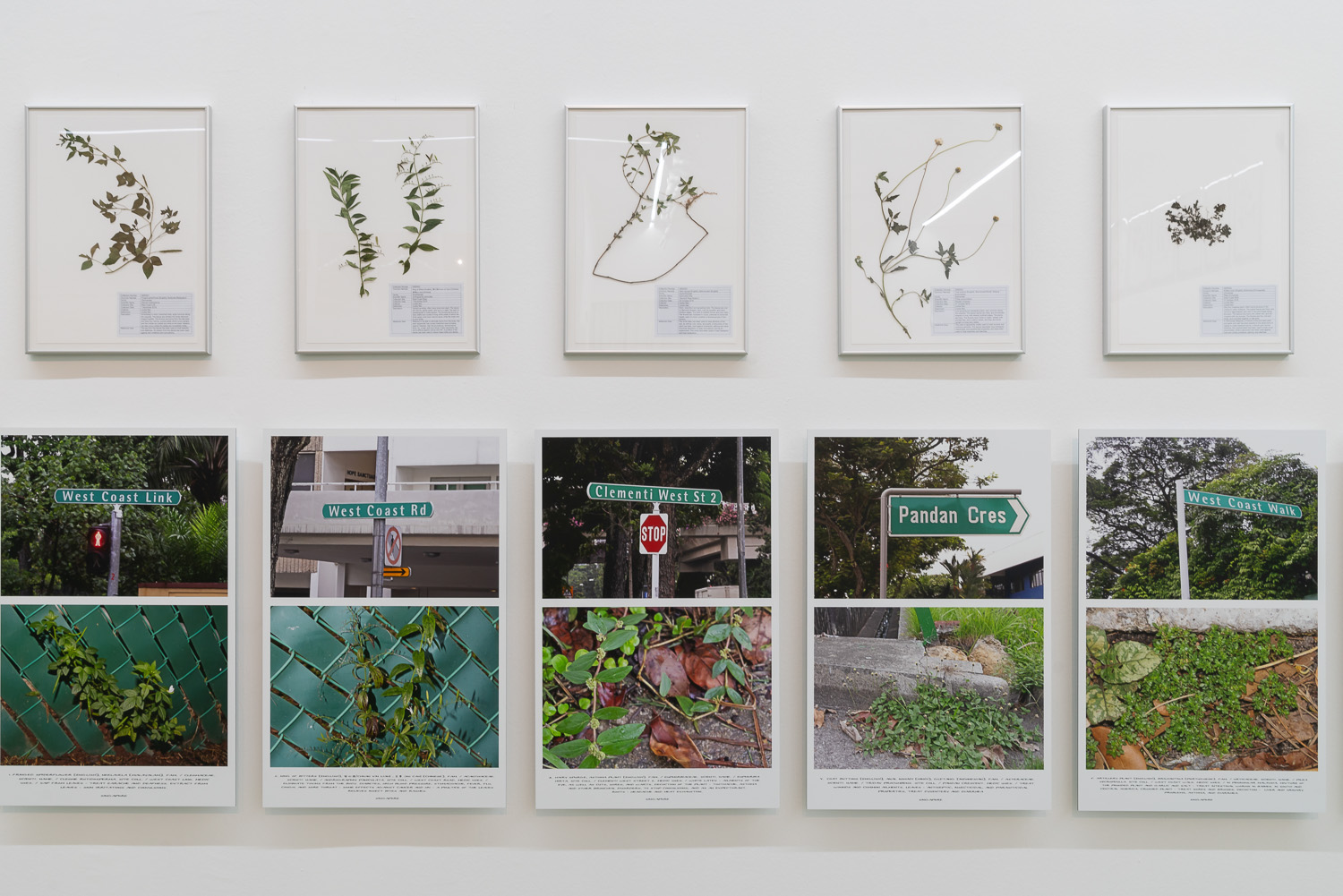 Jef Geys, 'Quadra Medicinale Singapore', Singapore chapter installation view. Image courtesy of NTU CCA Singapore.