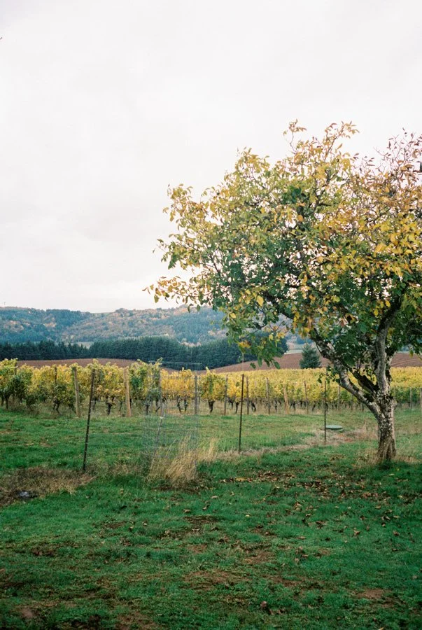 Willimina-07.jpg