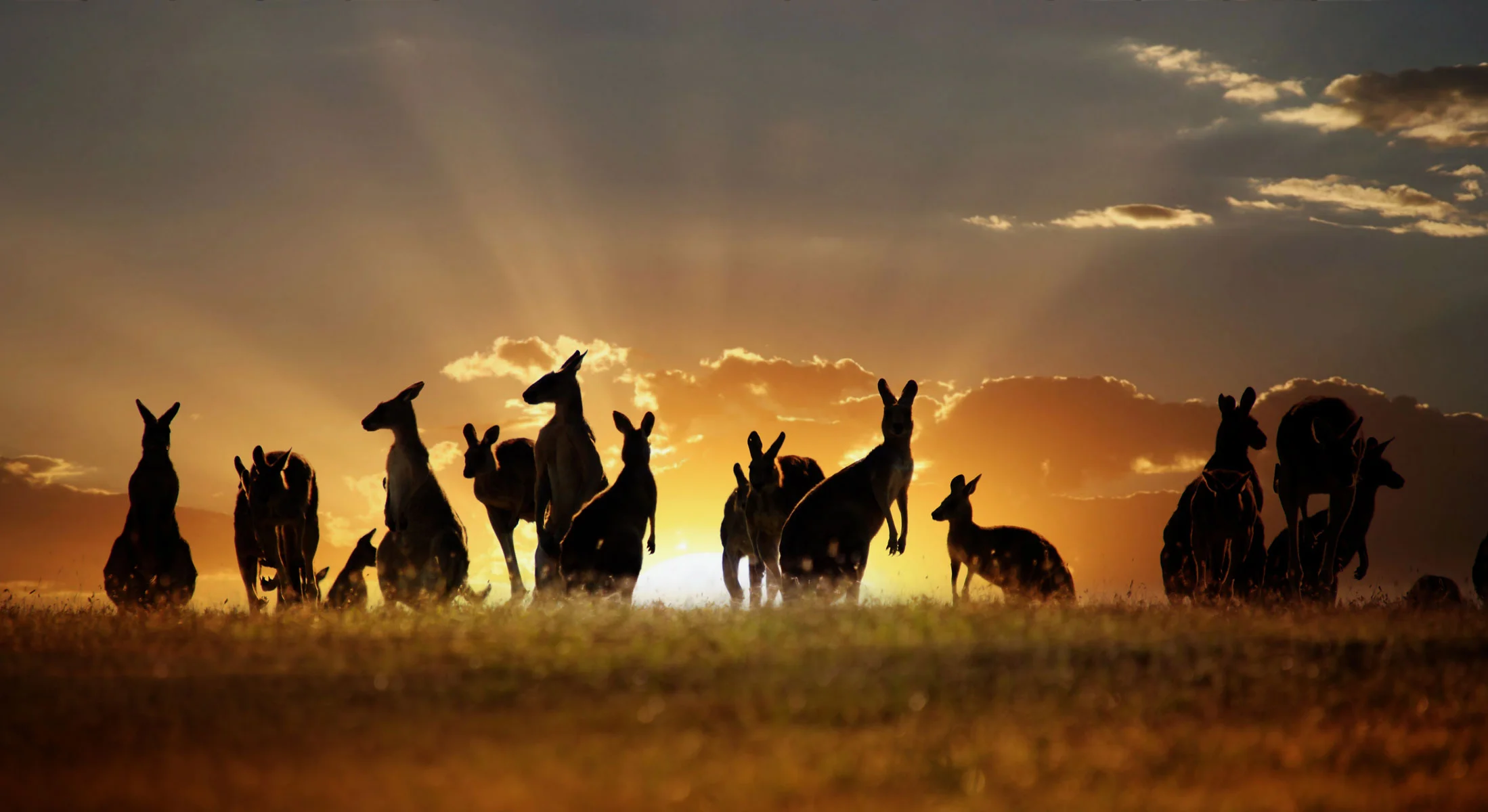 Australia-Optimized.jpg
