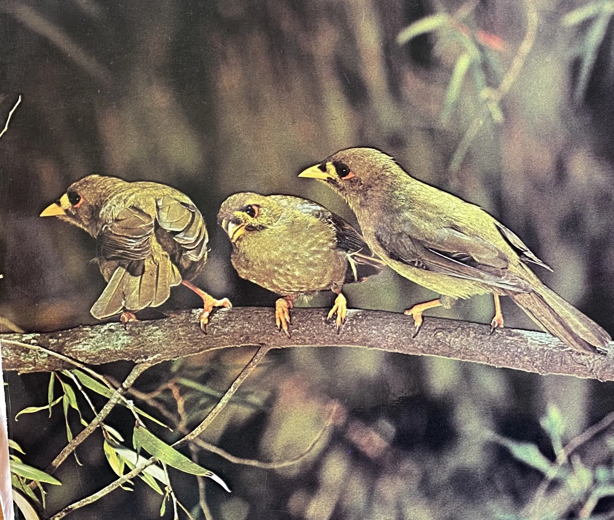 Dylan van der Schyff  presents Birds of Australia + AH