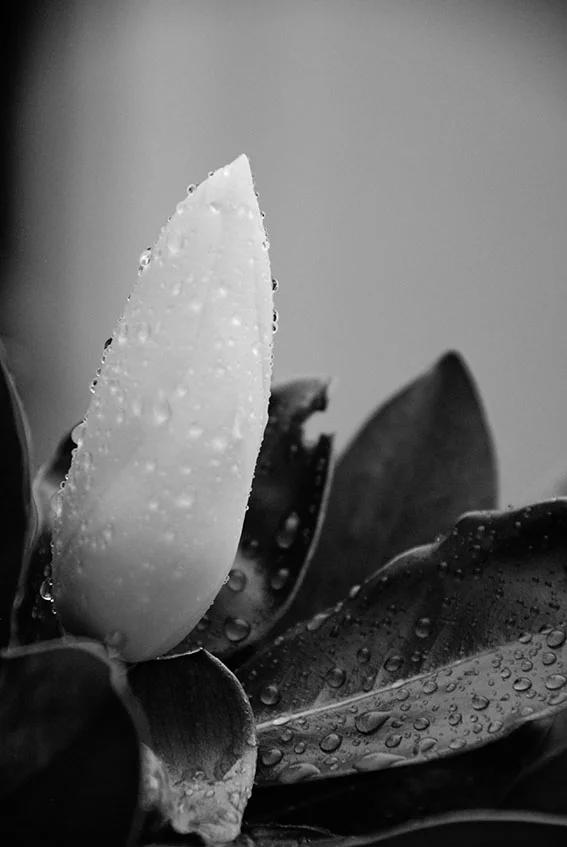 DSC_0321 - Copy.JPG