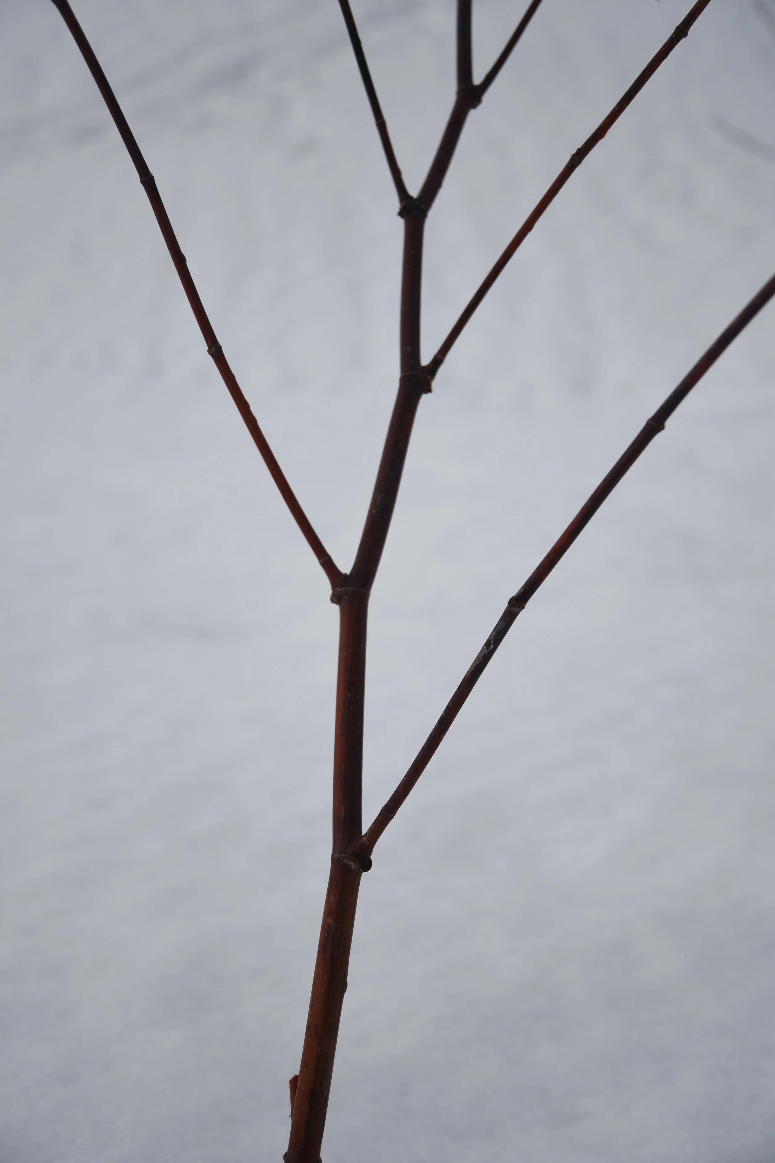 DSC_2176.JPG