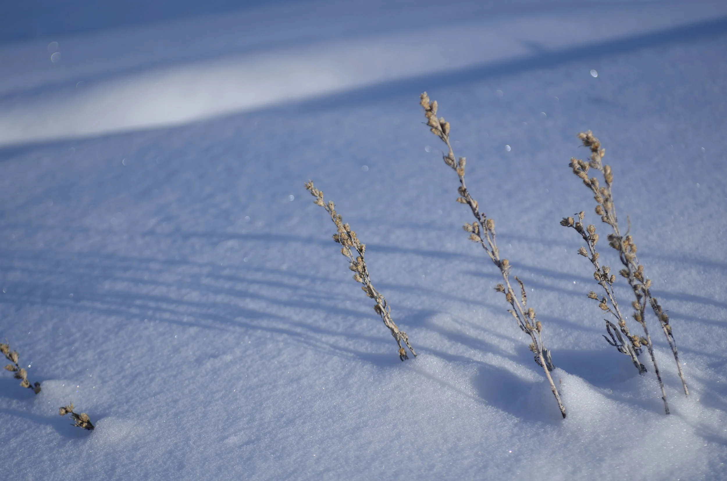 _DSC3727.JPG