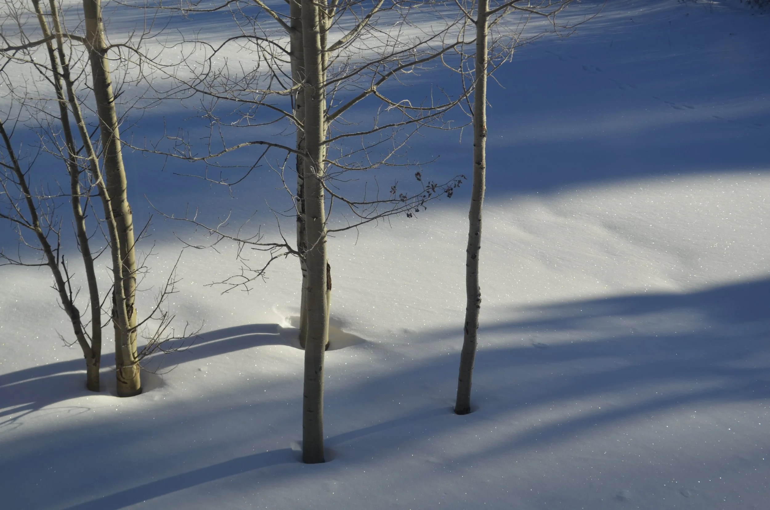 _DSC0517.JPG