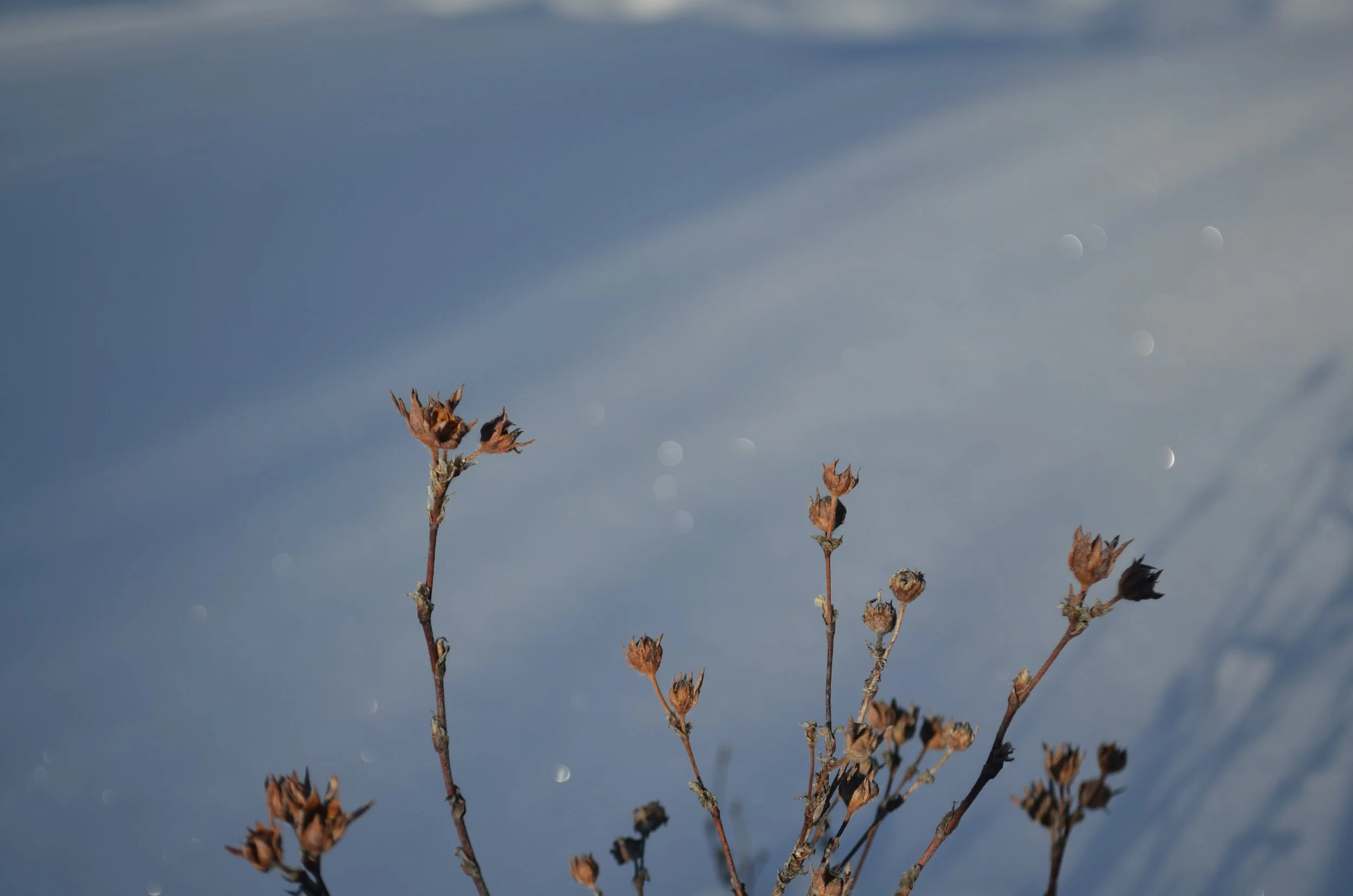 _DSC3721.JPG