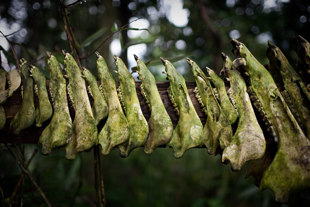 Penan-plight-2.jpg
