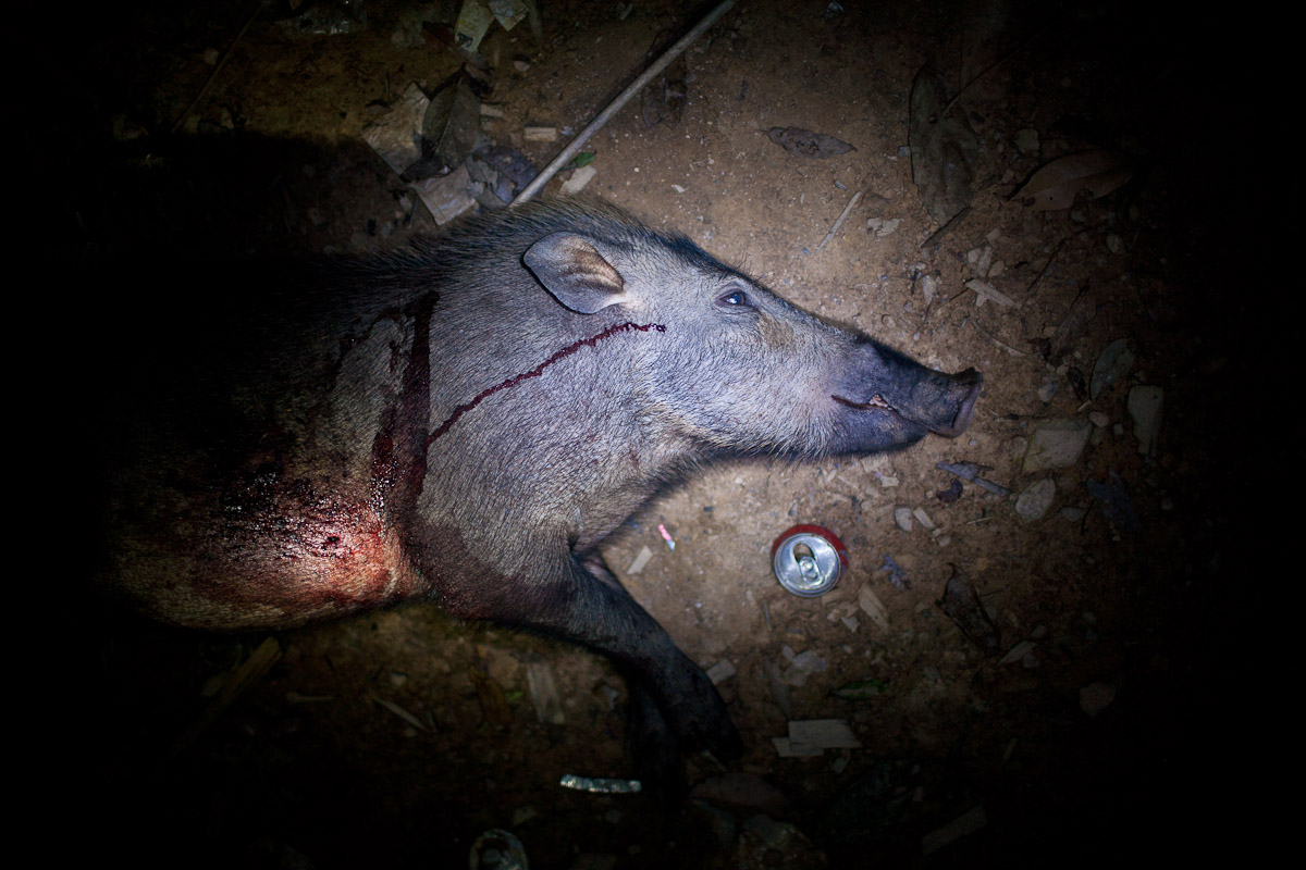 Penan-plight-4.jpg