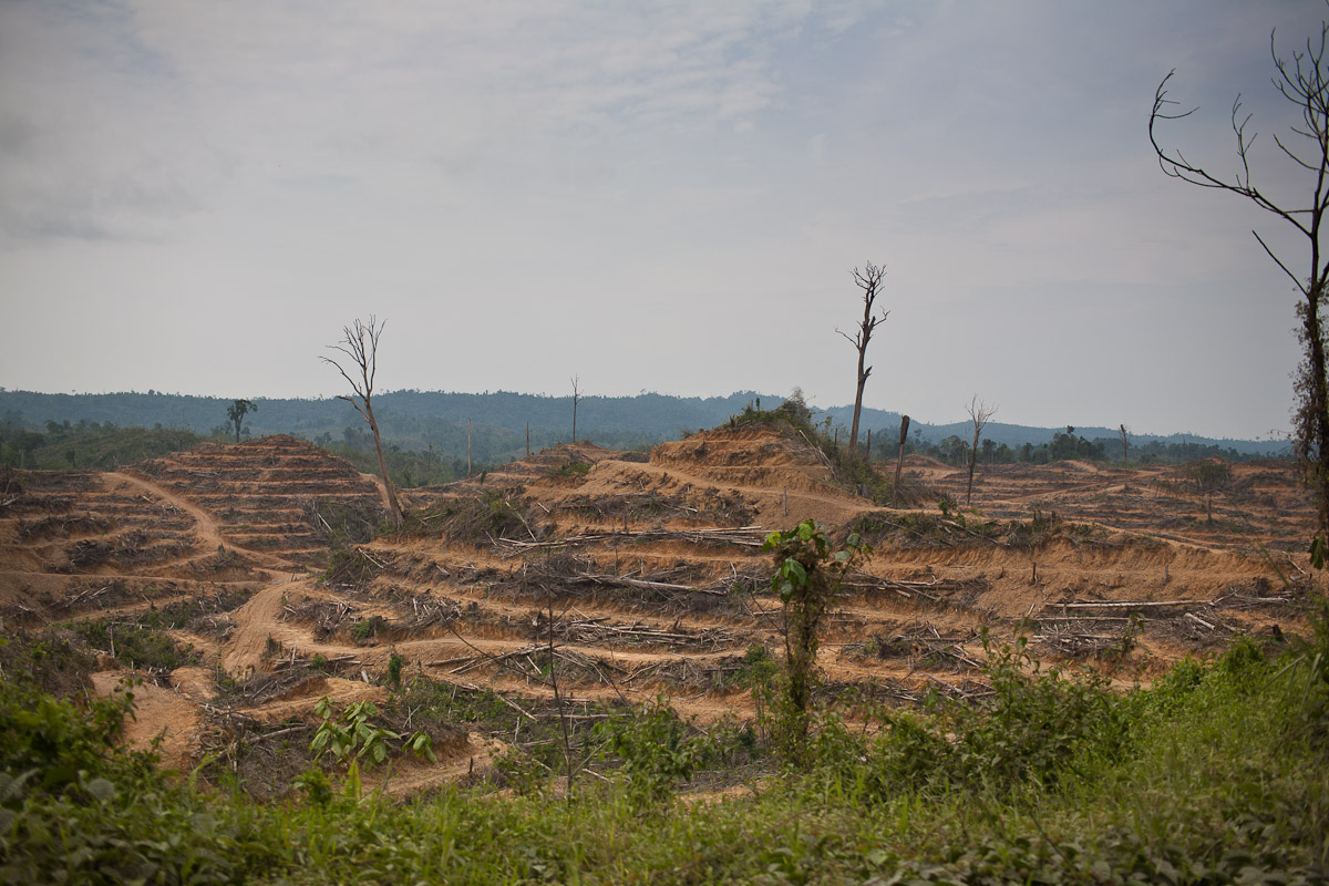 Penan-plight-14.jpg