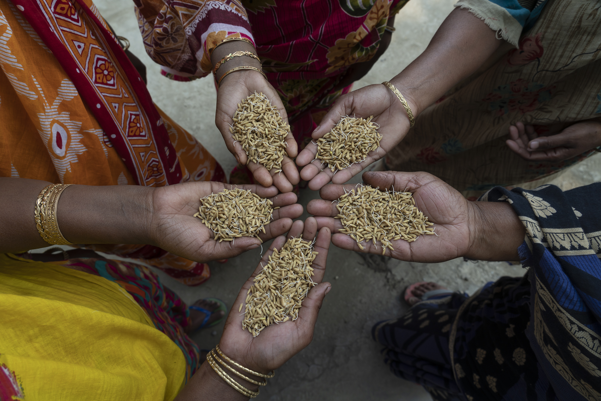 ConorAshleigh-2019-ACIAR-SDIP-WestBengal-webres-545.jpg