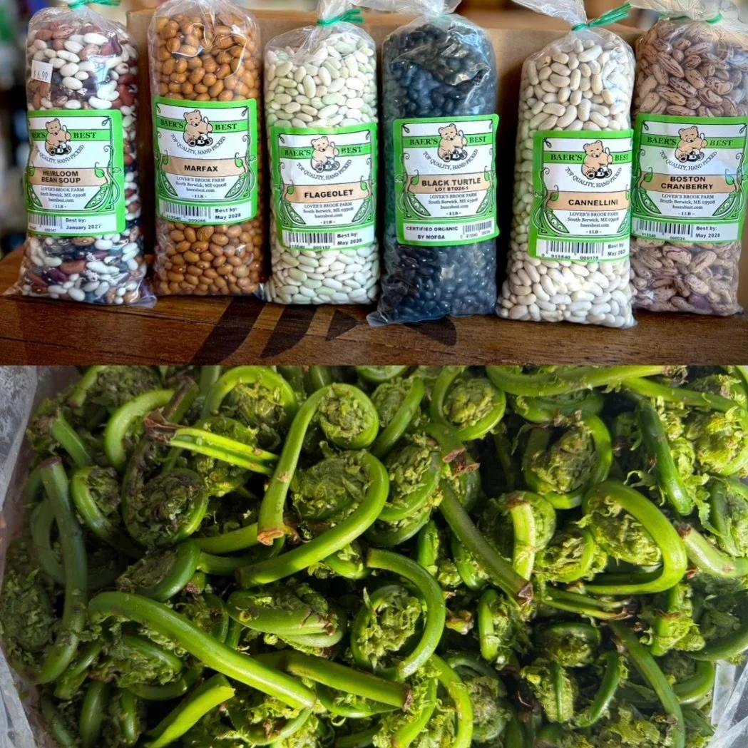 FIDDLEHEADS - NEW BEANS
Happy Thursday everyone!  Just in this morning - locally foraged fiddleheads for sale at our cost, $7.99.  Also, we have some new beans from Baer&rsquo;s Best, grown at Lover&rsquo;s Brook Farm in South Berwick, Maine.  Beans 