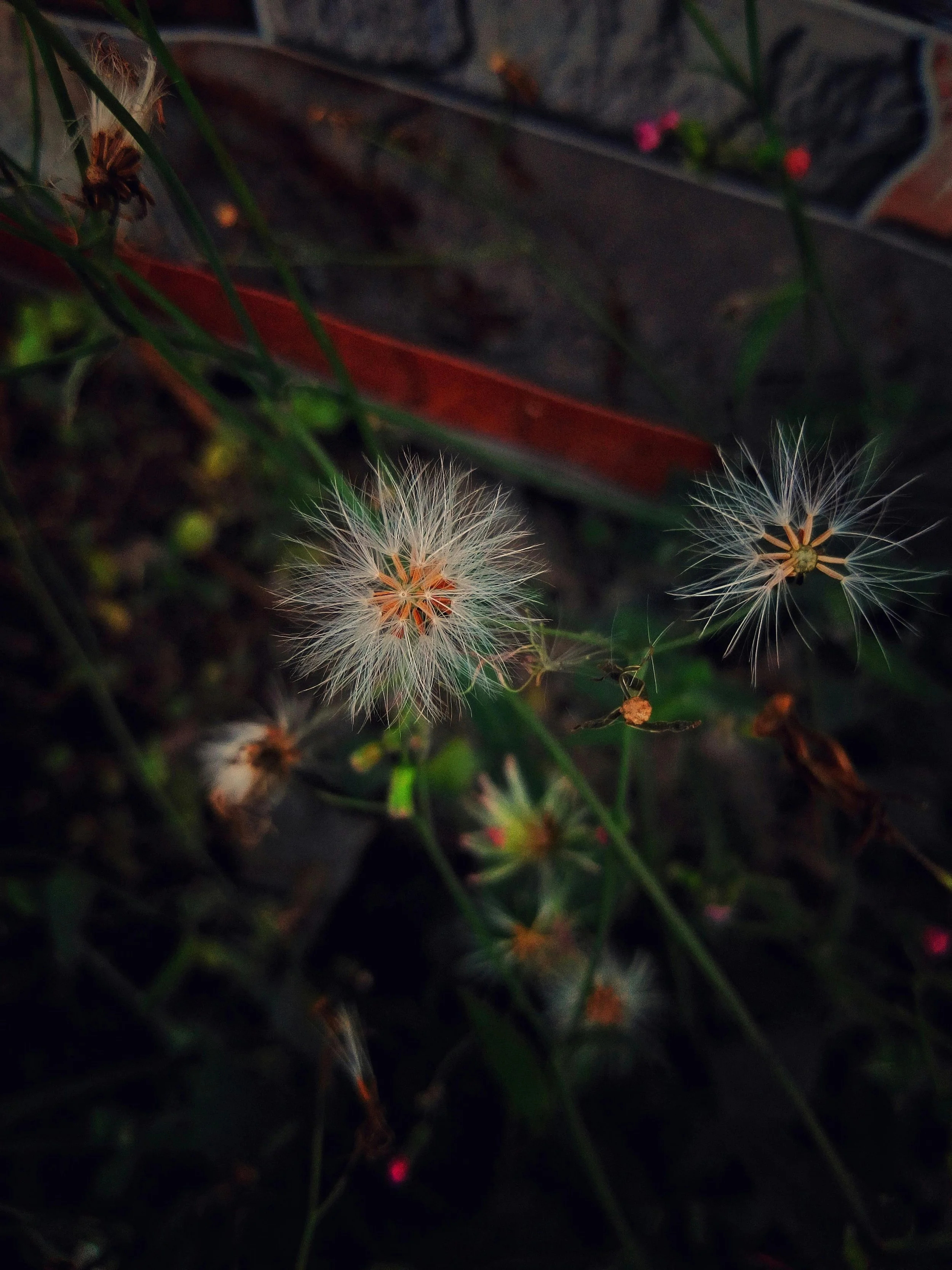 Oviul Maruf, "Botanical Silence 10," photography courtesy of and copyright of the artist