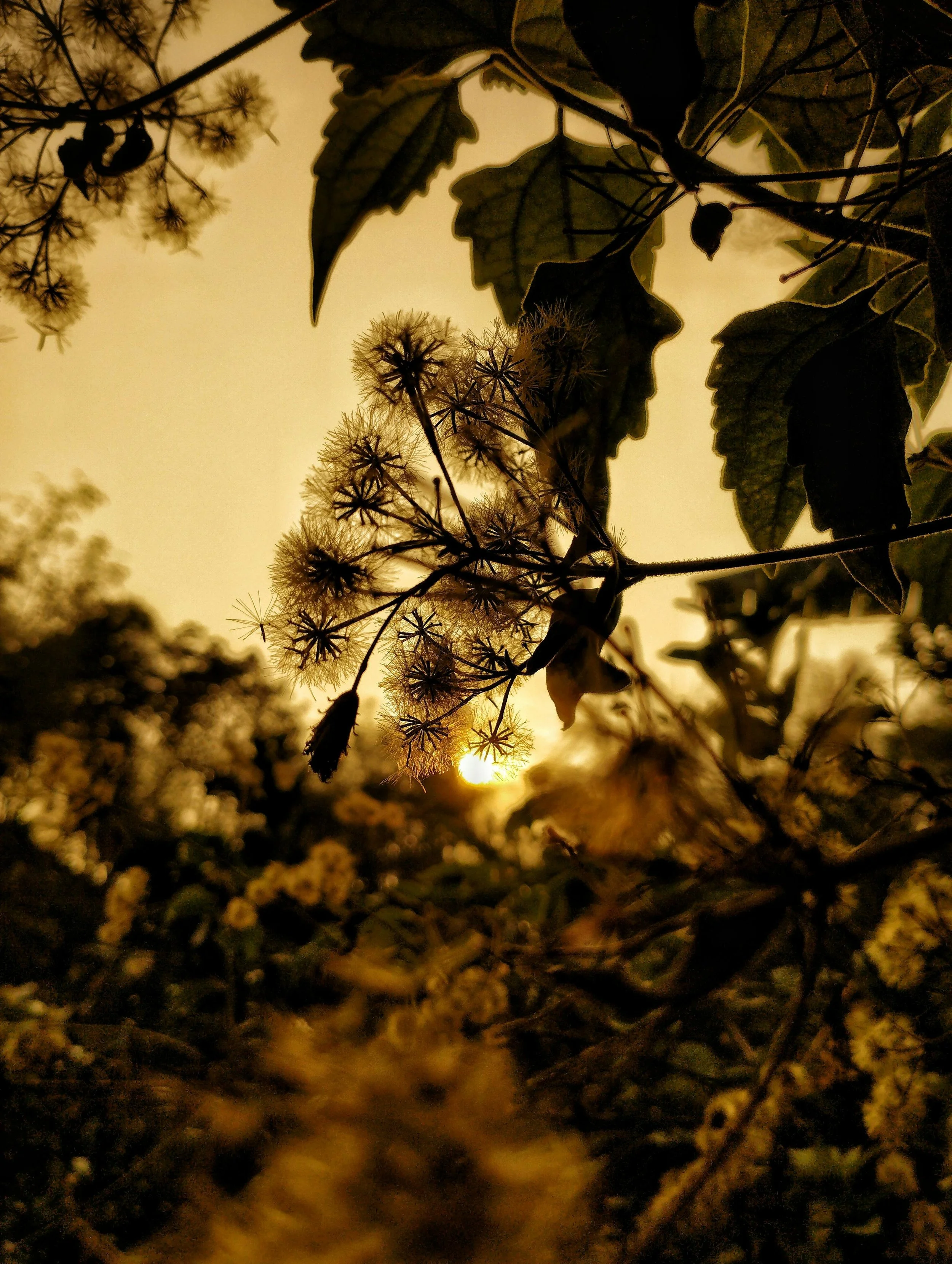 Oviul Maruf, "Botanical Silence 2," photography courtesy of and copyright of the artist