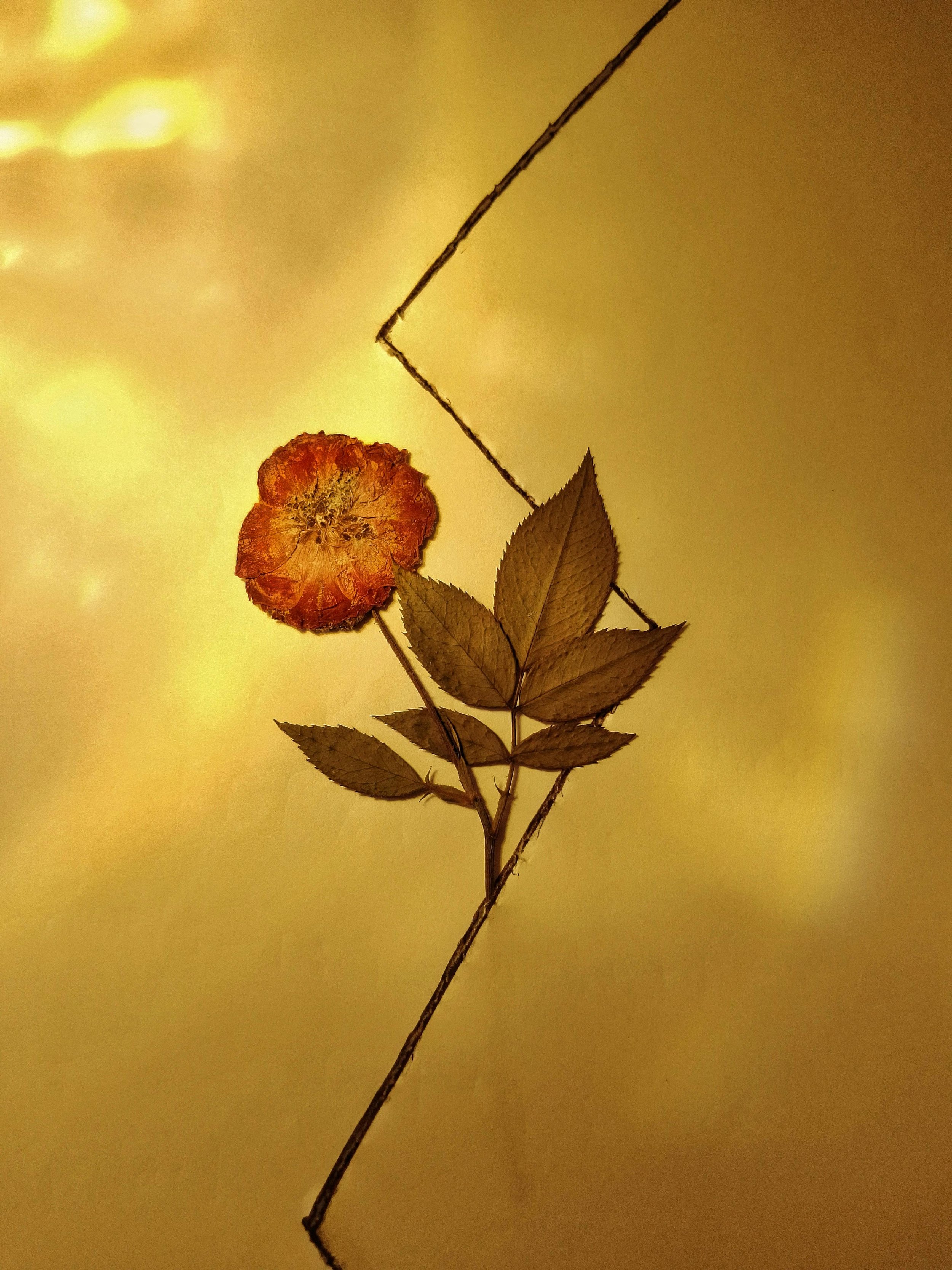 Oviul Maruf, "Botanical Silence 1," photography courtesy of and copyright of the artist