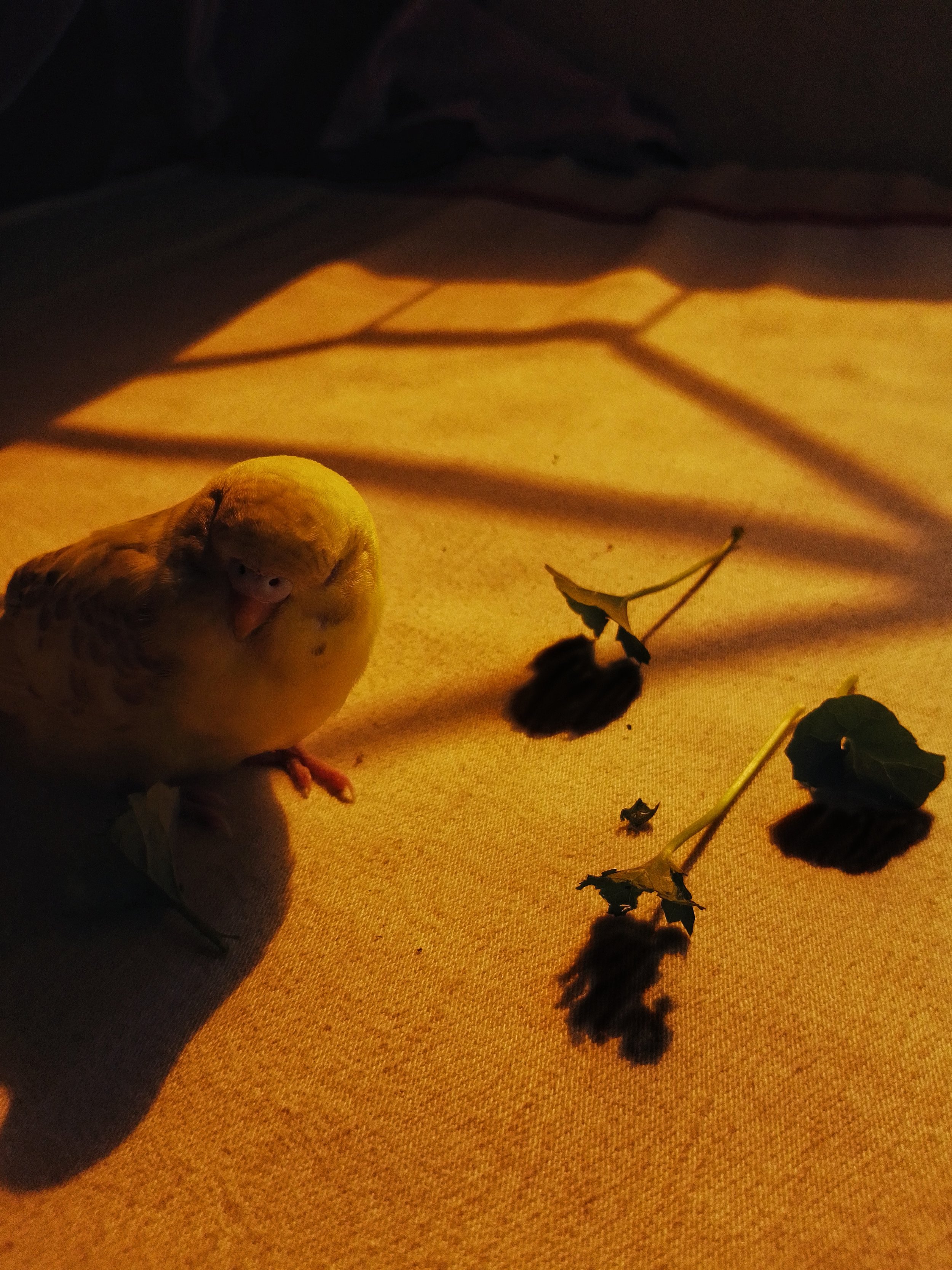 Oviul Maruf, "Sunshine On My Feathers," photography courtesy of and copyright of the artist