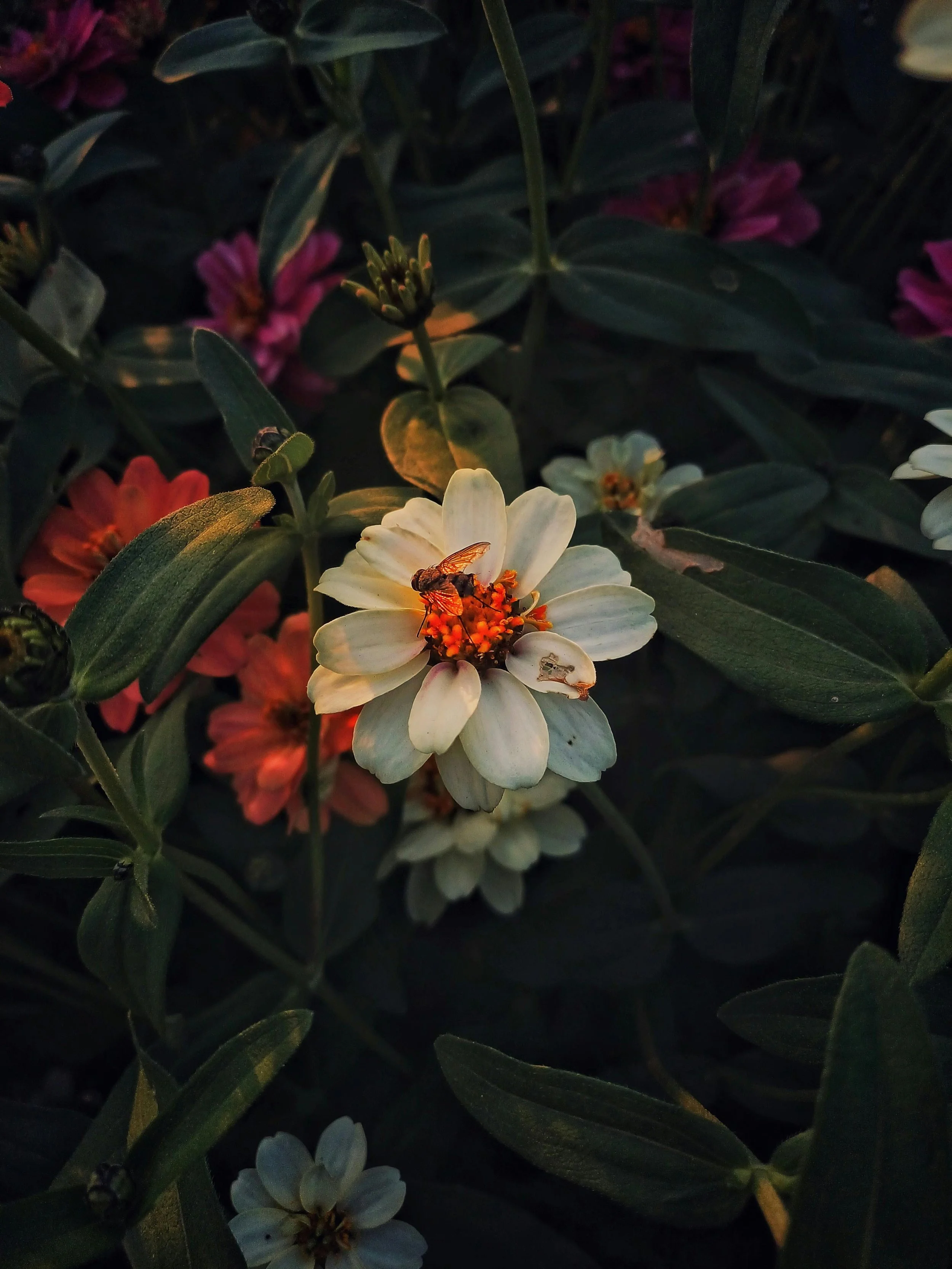 Oviul Maruf, "Botanical Silence 10," photography courtesy of and copyright of the artist
