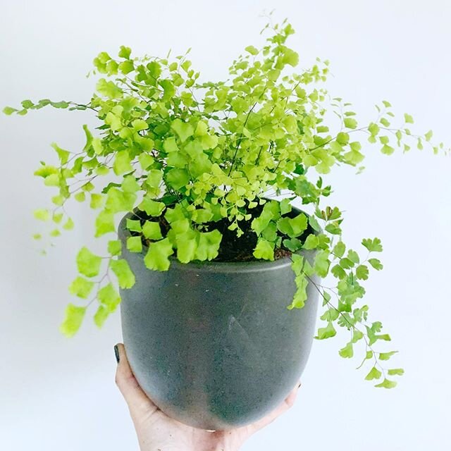 Maidenhair has been one of my favorite plants for the longest time. I&rsquo;m not saying she&rsquo;s my favorite little plant baby, but I&rsquo;m not saying she&rsquo;s not either 🤣💚