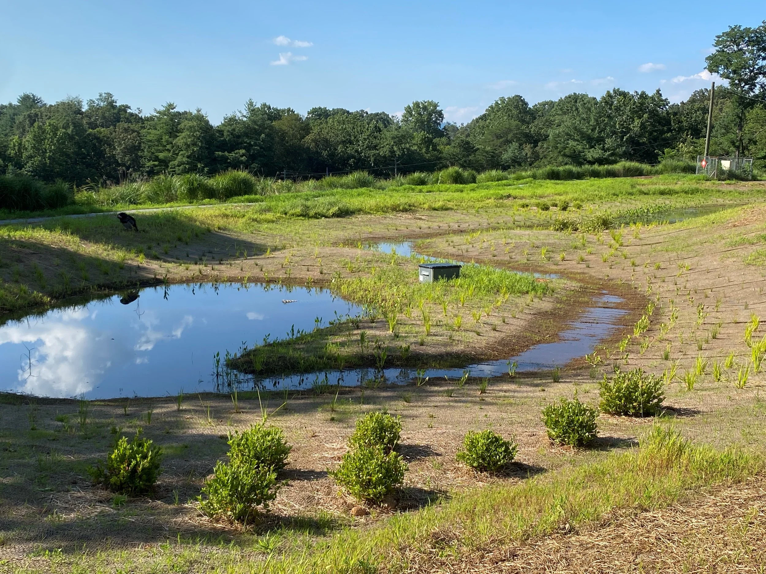 AB Tech Wetland.jpg