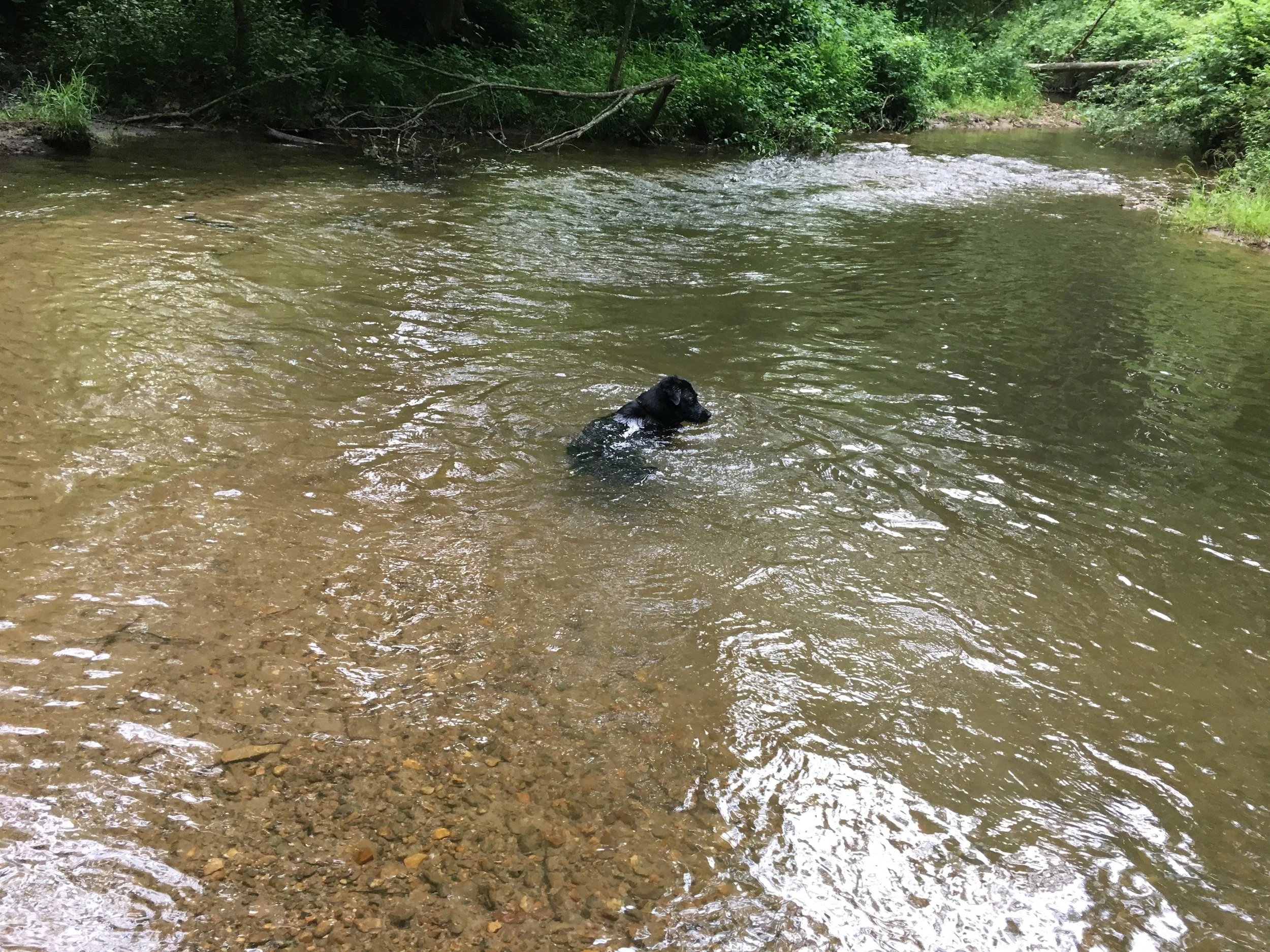 Otis Swimming.jpg