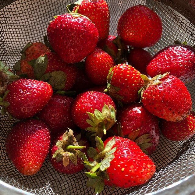 A broken fridge means we get to eat the market strawberries immediately. We are thankful for coolers. We won't get the new fridge for a week.