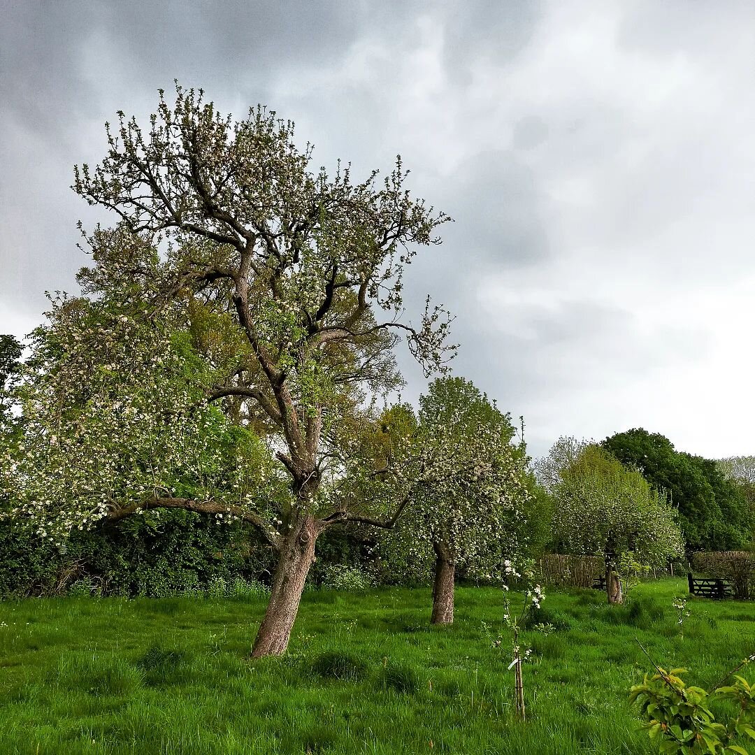 Thursday was spent in the company of some wonderful wise women as we discussed menopause, nutrition, self care and self compassion in the cherry tree strewn wilds of Buckinghamshire.

Unsurprisingly, I have not felt like myself recently, but tramping