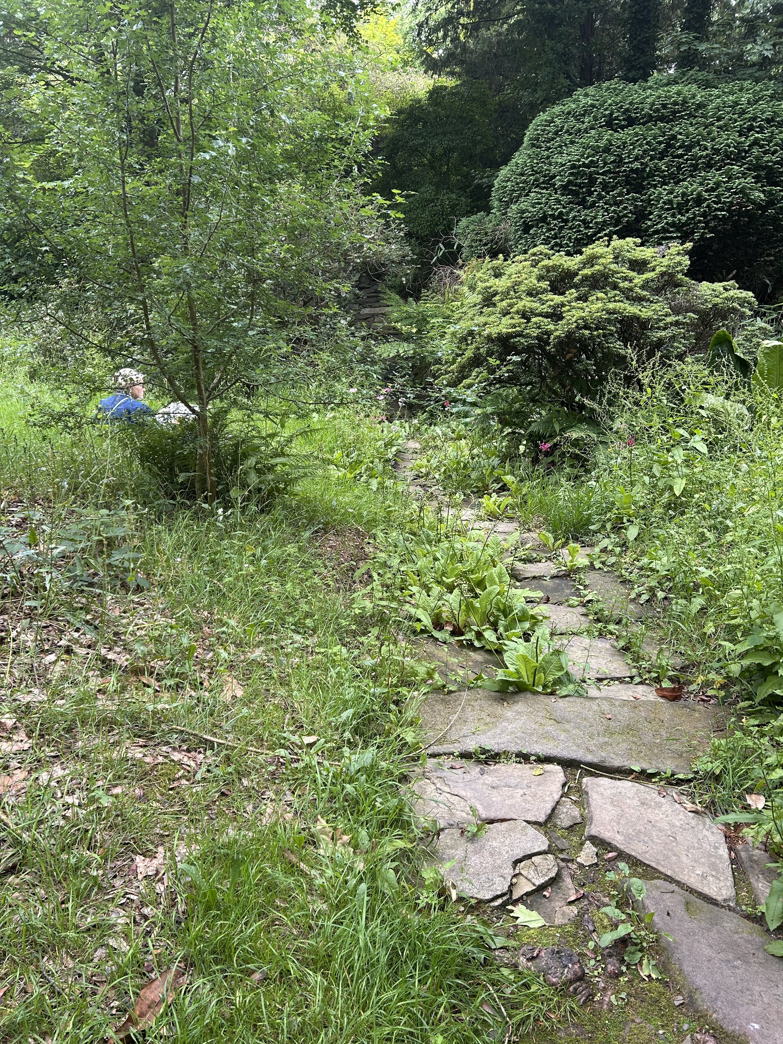 Enchanted Garden Rachel Cronin Abstracted workshop.jpeg