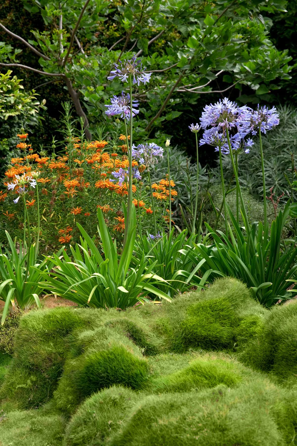 japanese-grasses.jpg