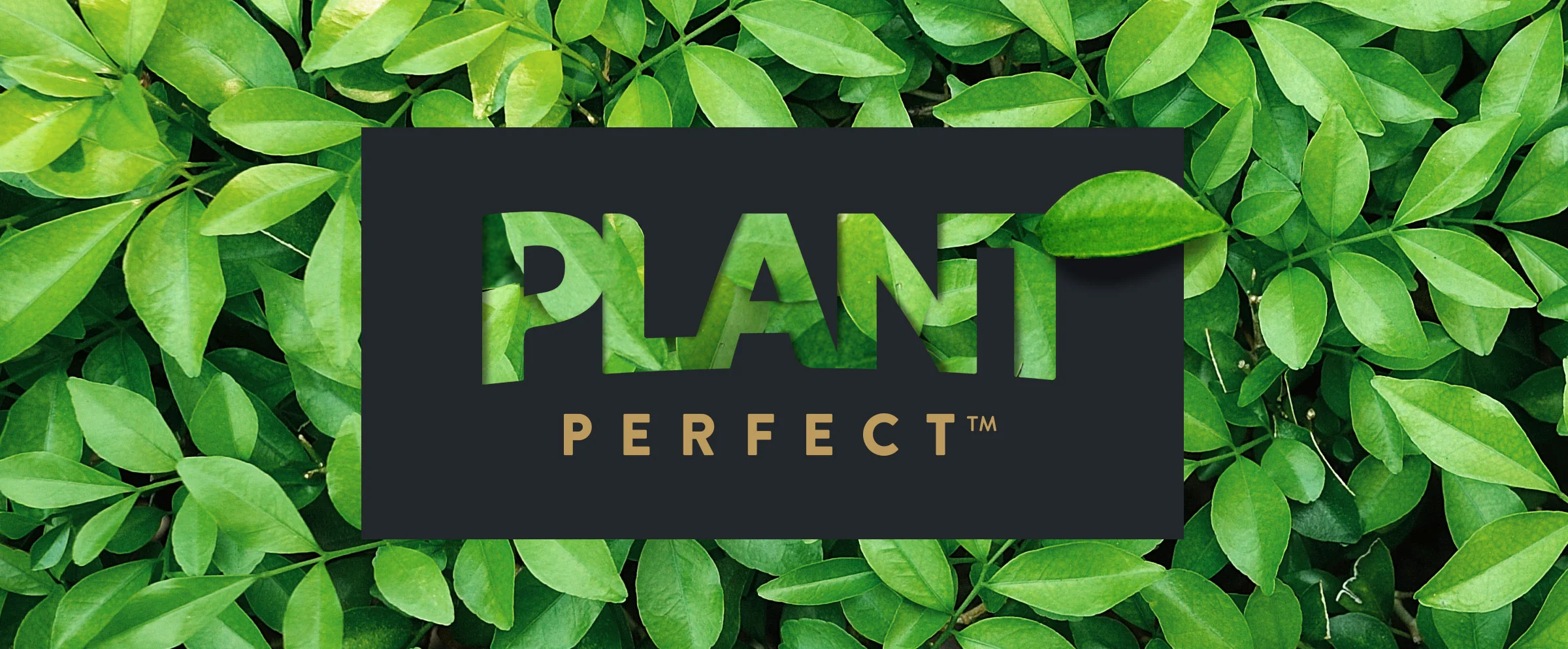 Plant-Leaves.jpg