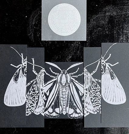 Moth2.jpg