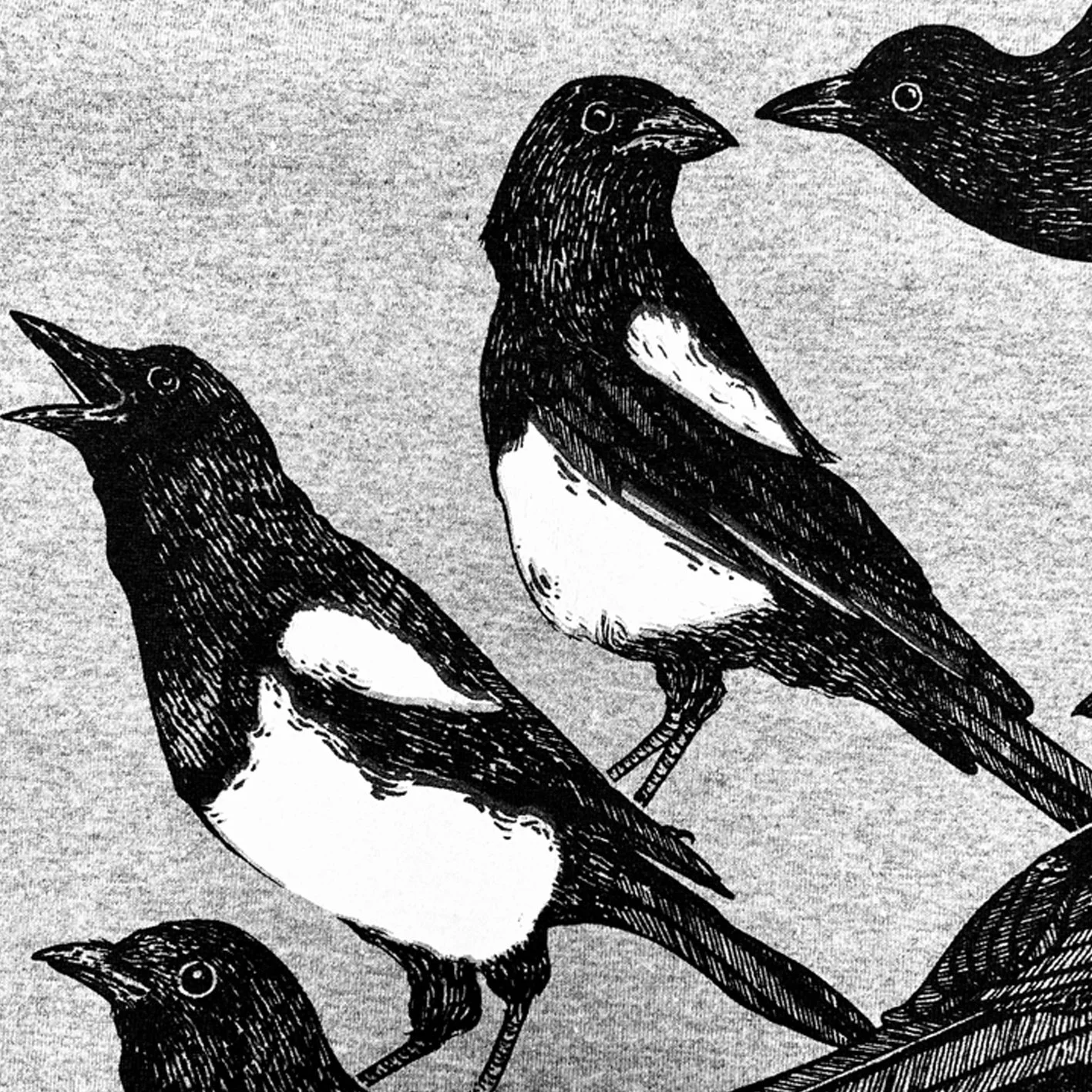magpie2.jpg