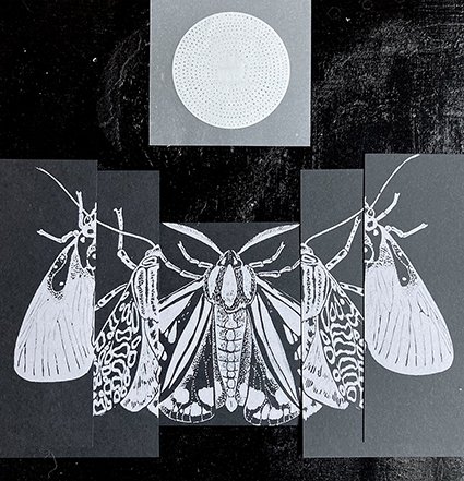 Moth2.jpg