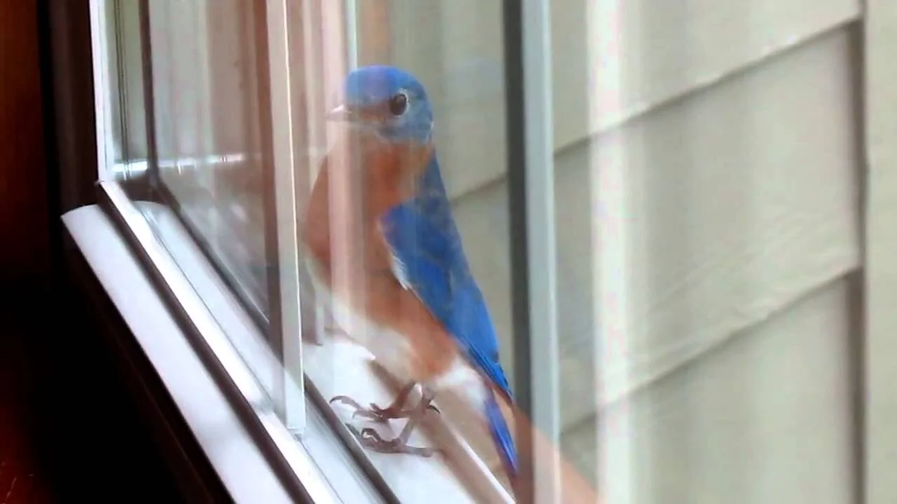 The Persistent Bluebird
