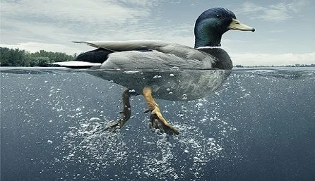 Keep Paddling