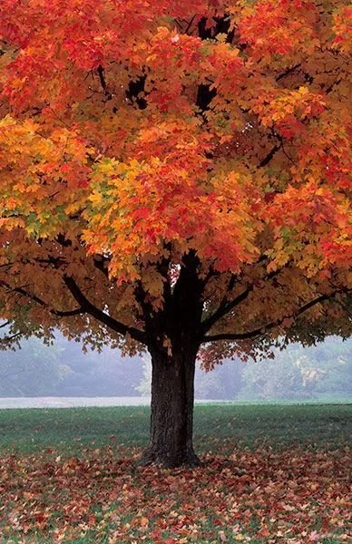 The Tree