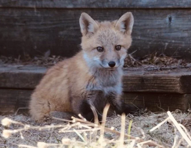 The Fox