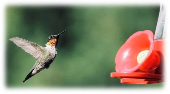 How the Hummingbirds Saved a Little Boy