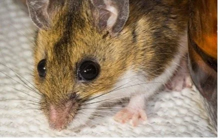 Mouse in the House