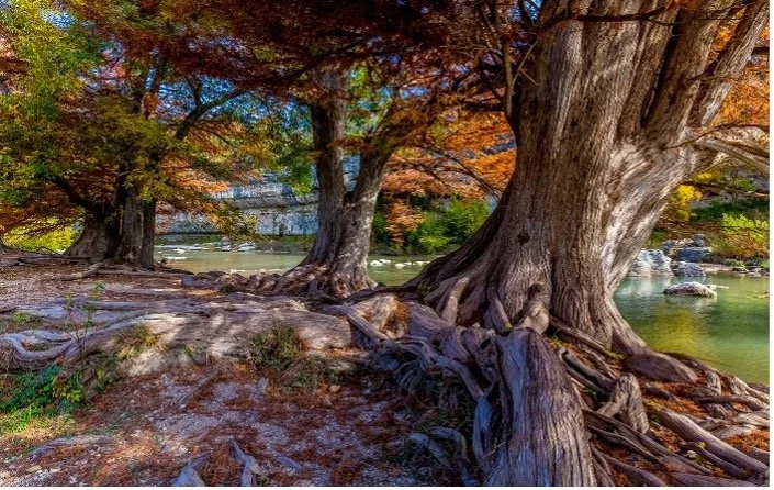 The Society of Bent Timber