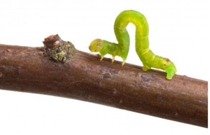 Lessons, Inch by Inch