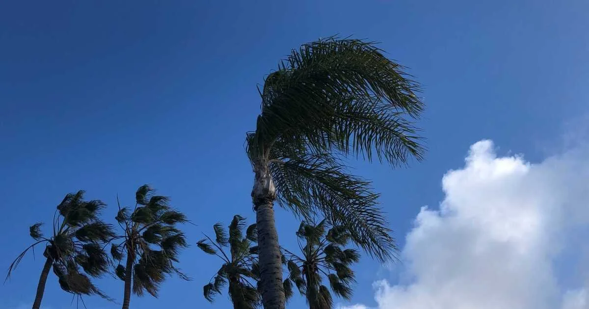 Where the Wind Blows