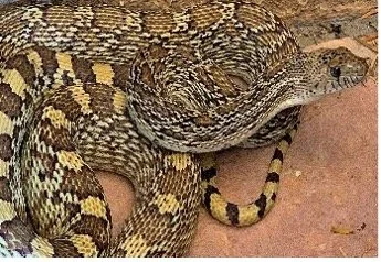 The Best Field Guide